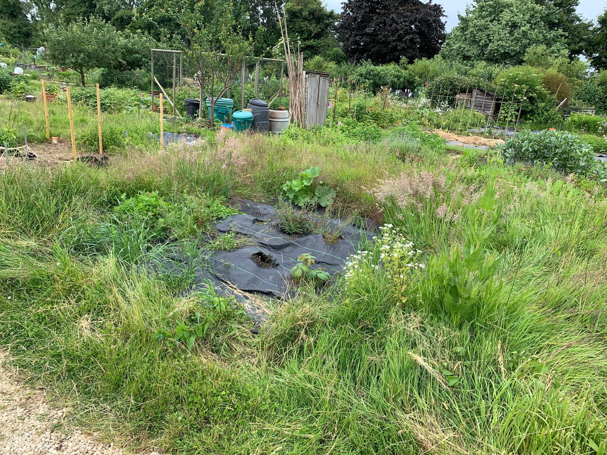 An appreciation of allotments