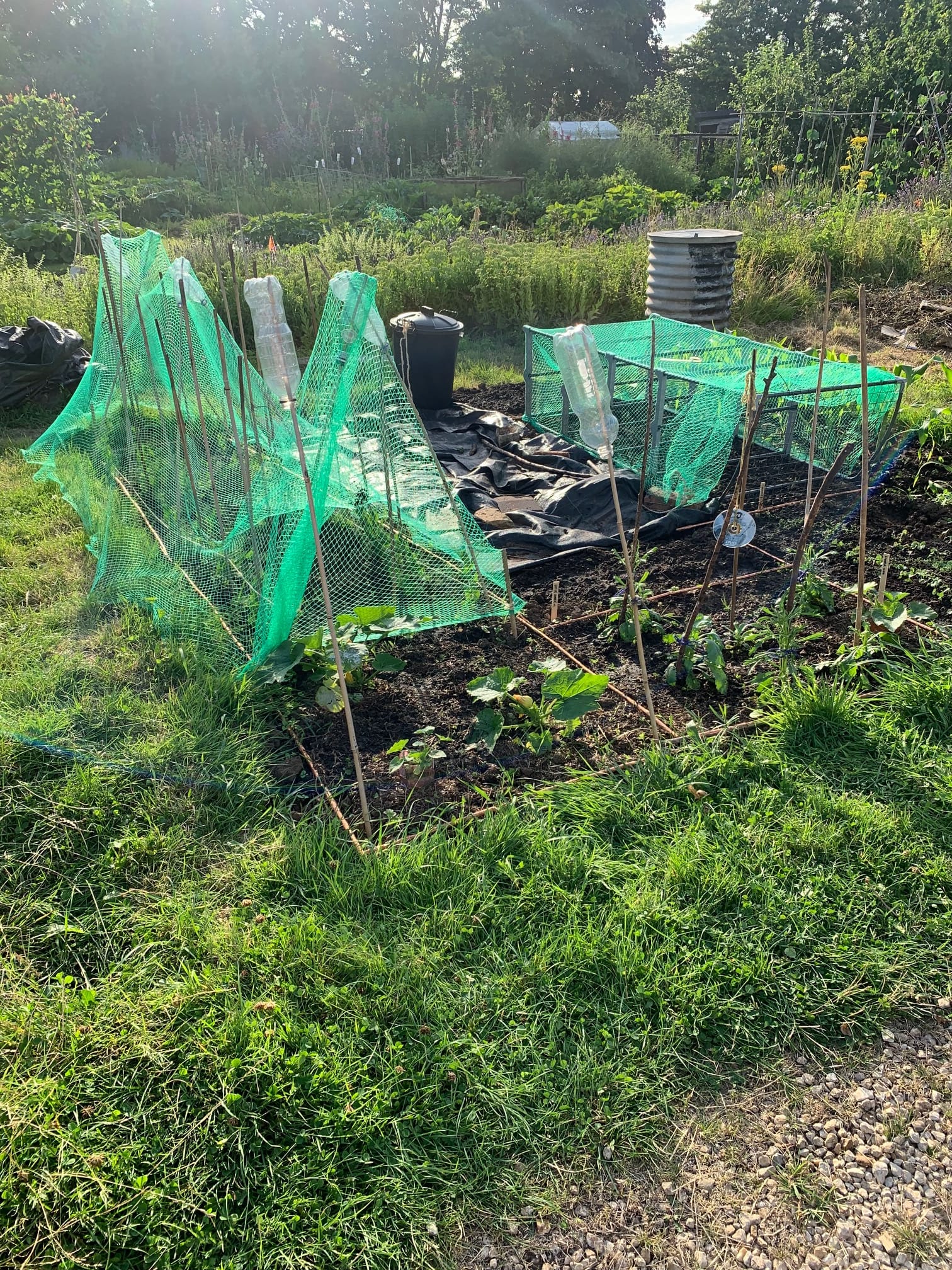 An appreciation of allotments