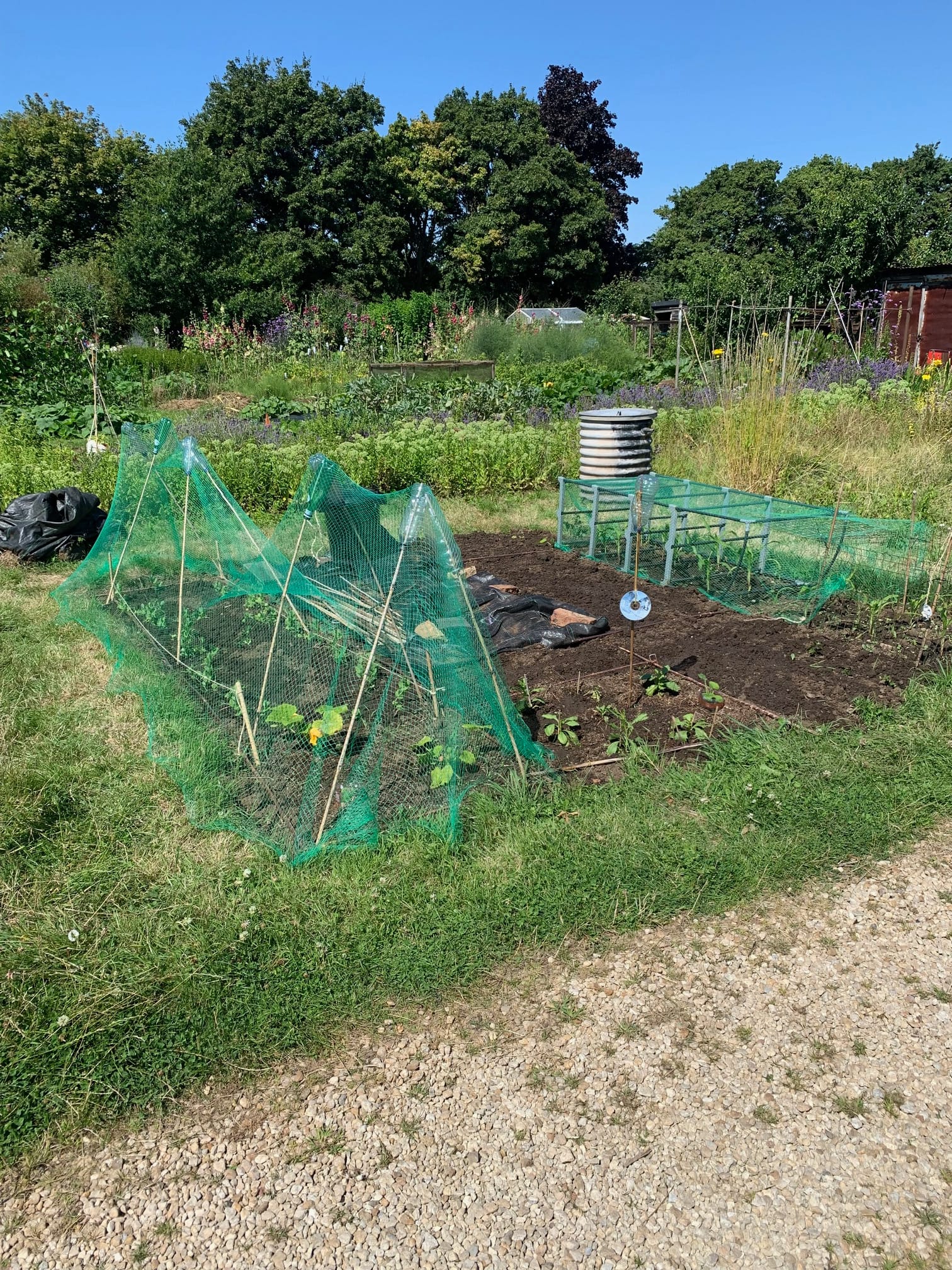 An appreciation of allotments