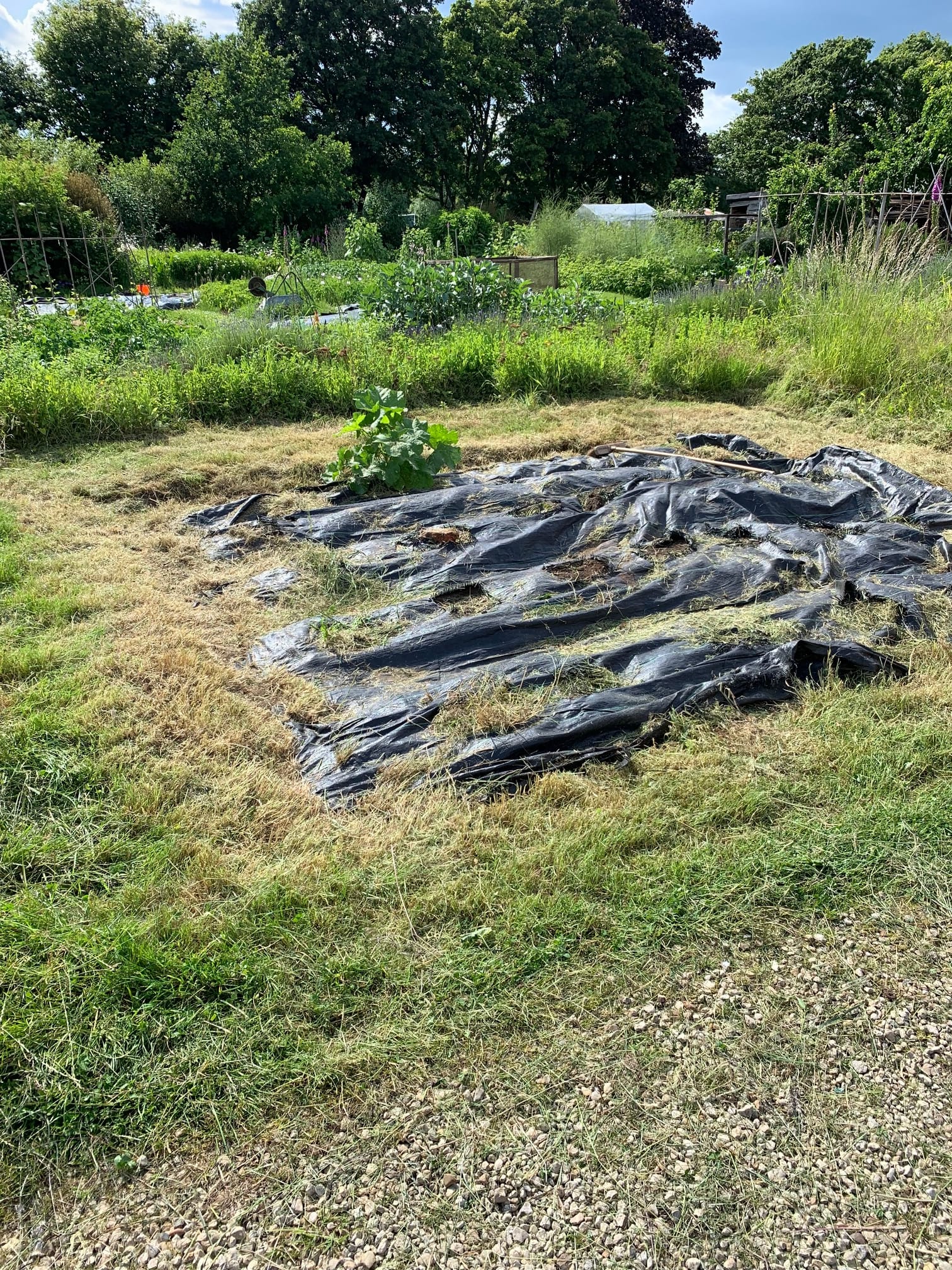 An appreciation of allotments