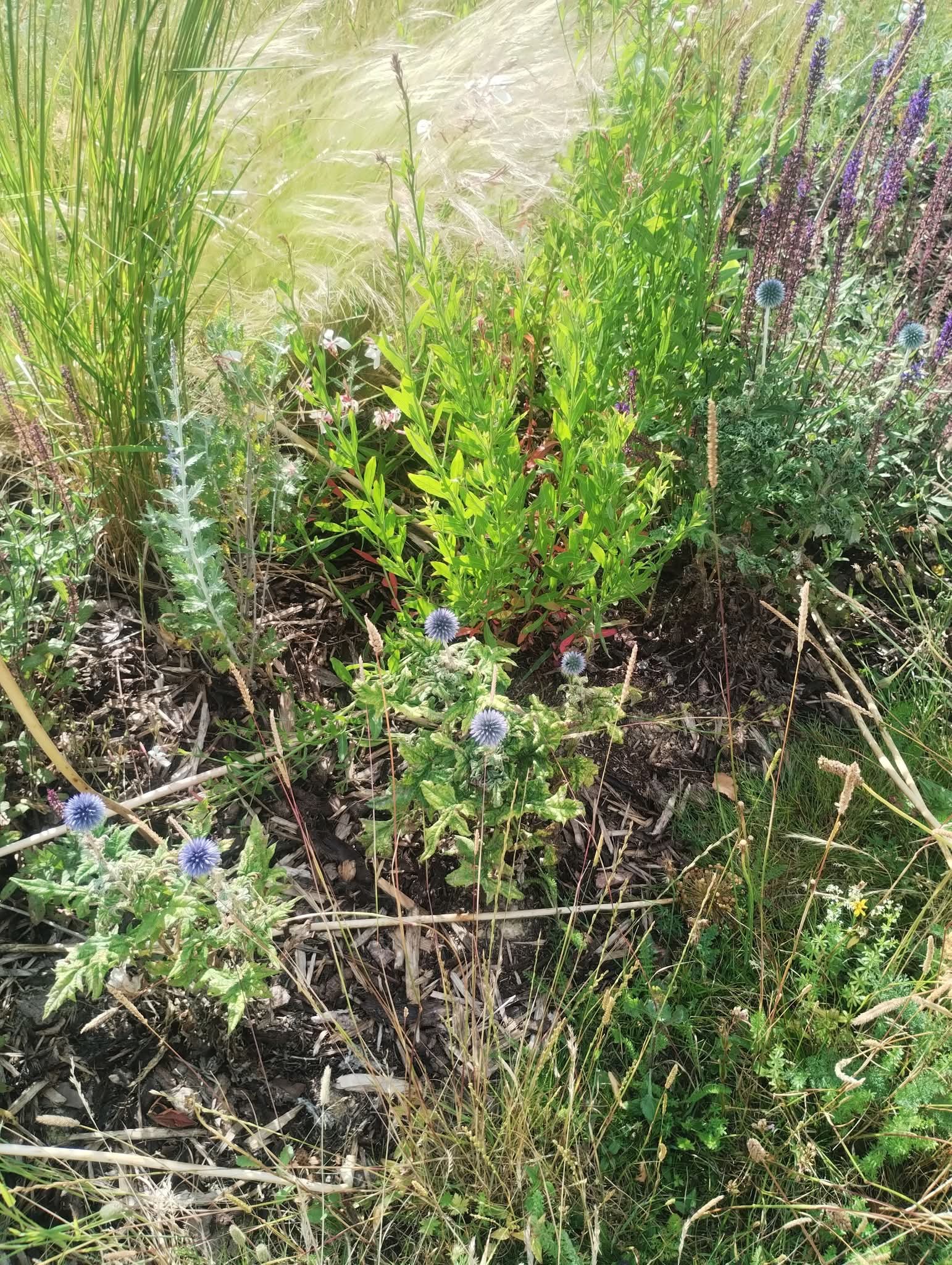 Climate-proofing your garden