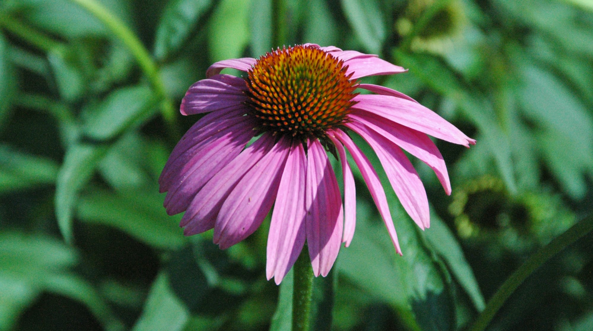 Climate-proofing your garden