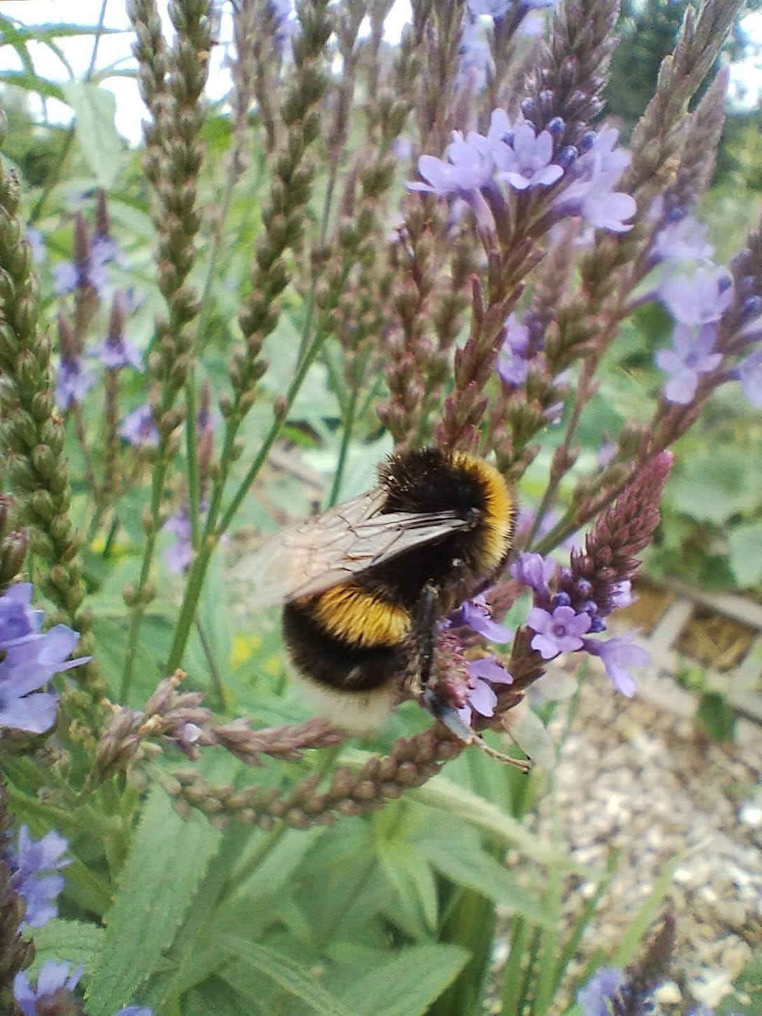 Climate-proofing your garden