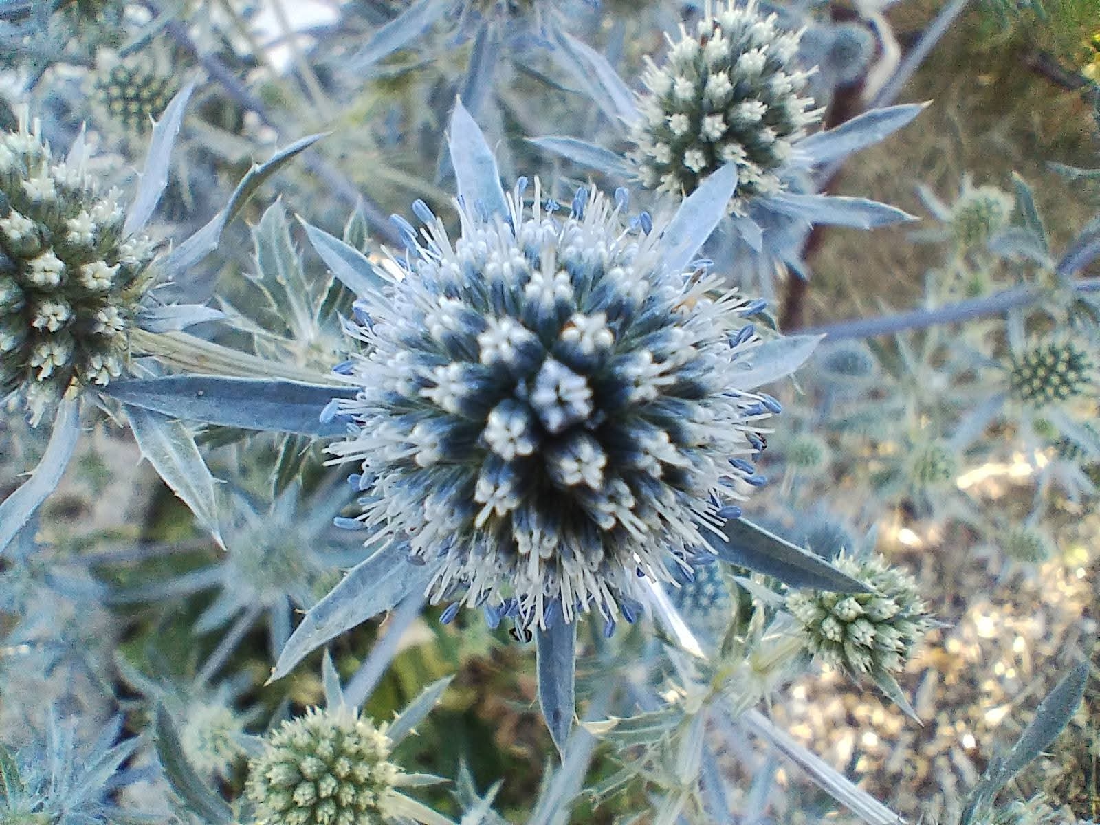 Climate-proofing your garden