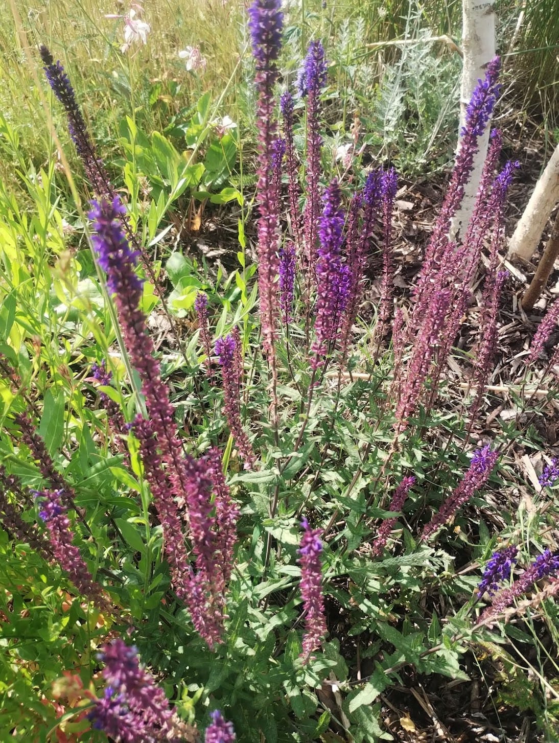 Climate-proofing your garden