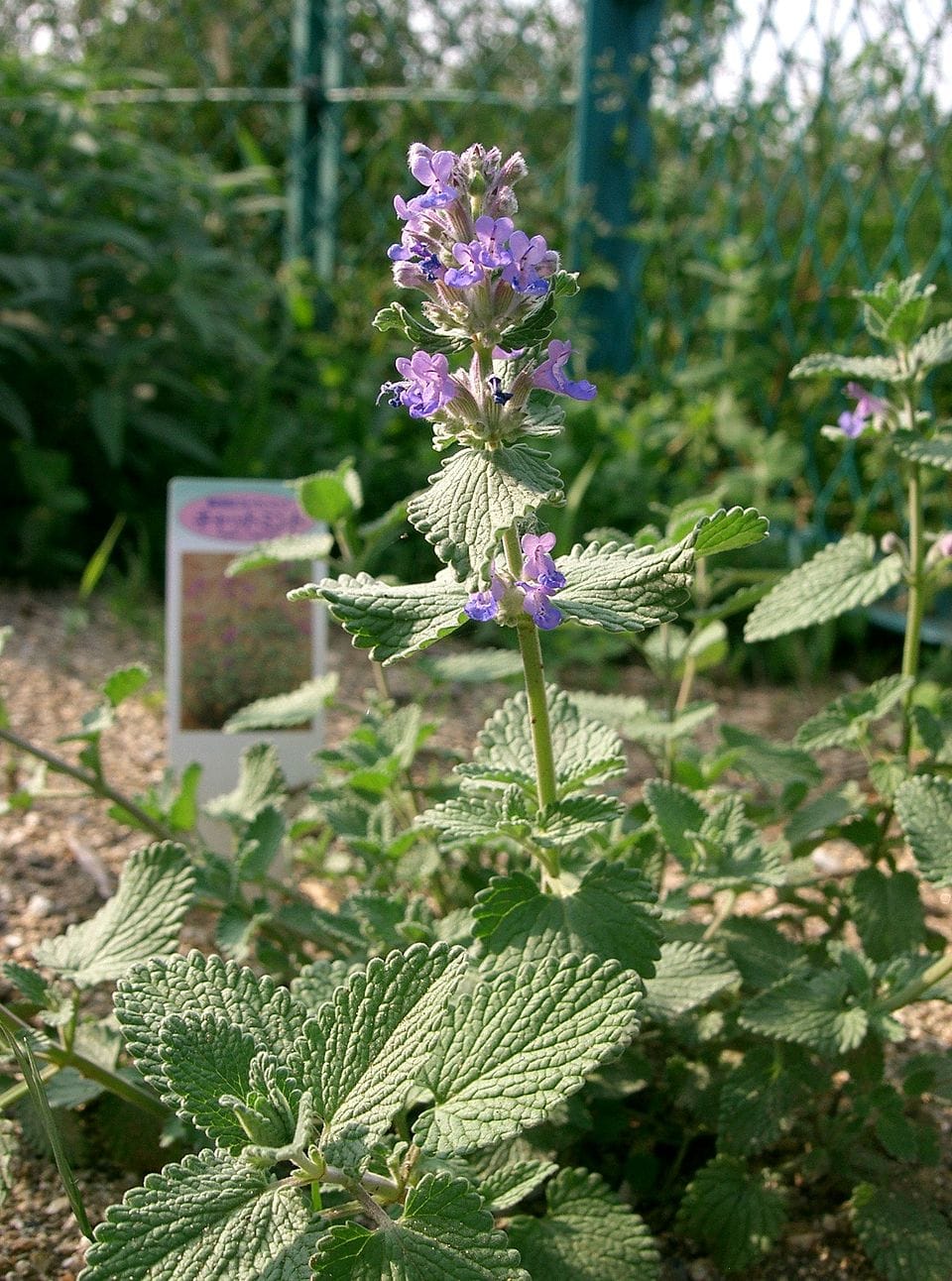 Climate-proofing your garden