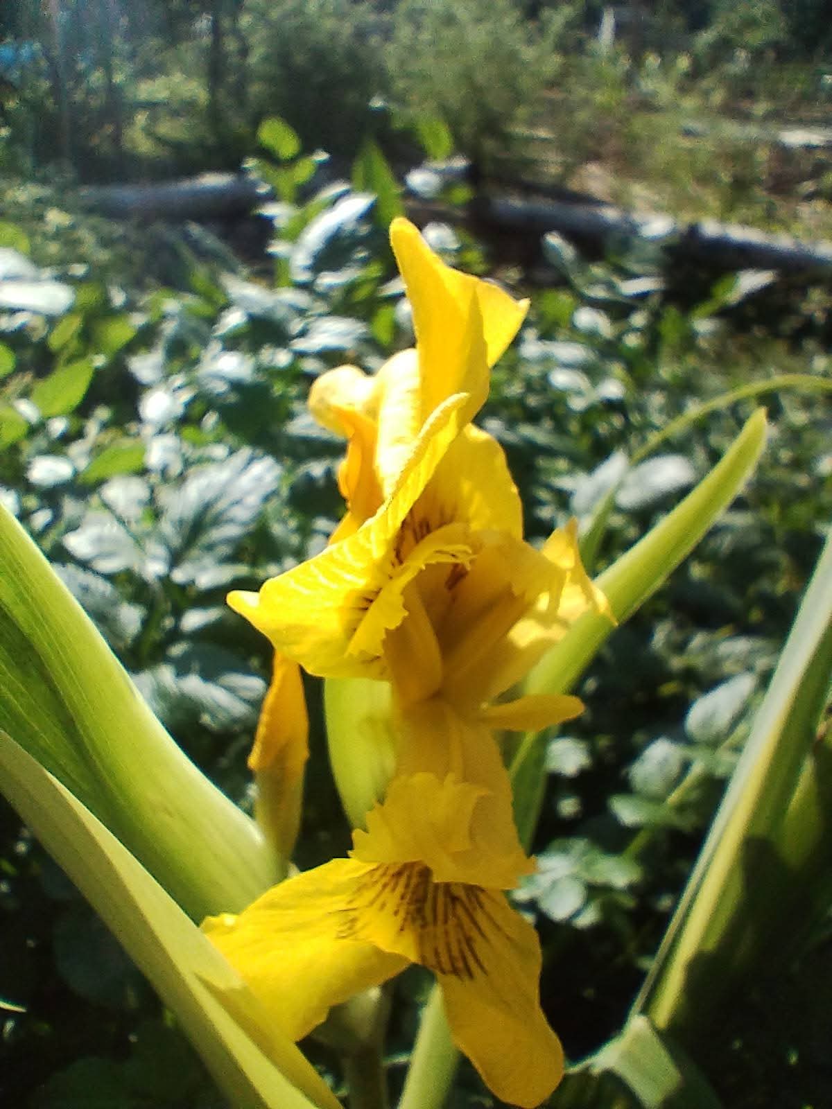 How plants can help reduce flood risk