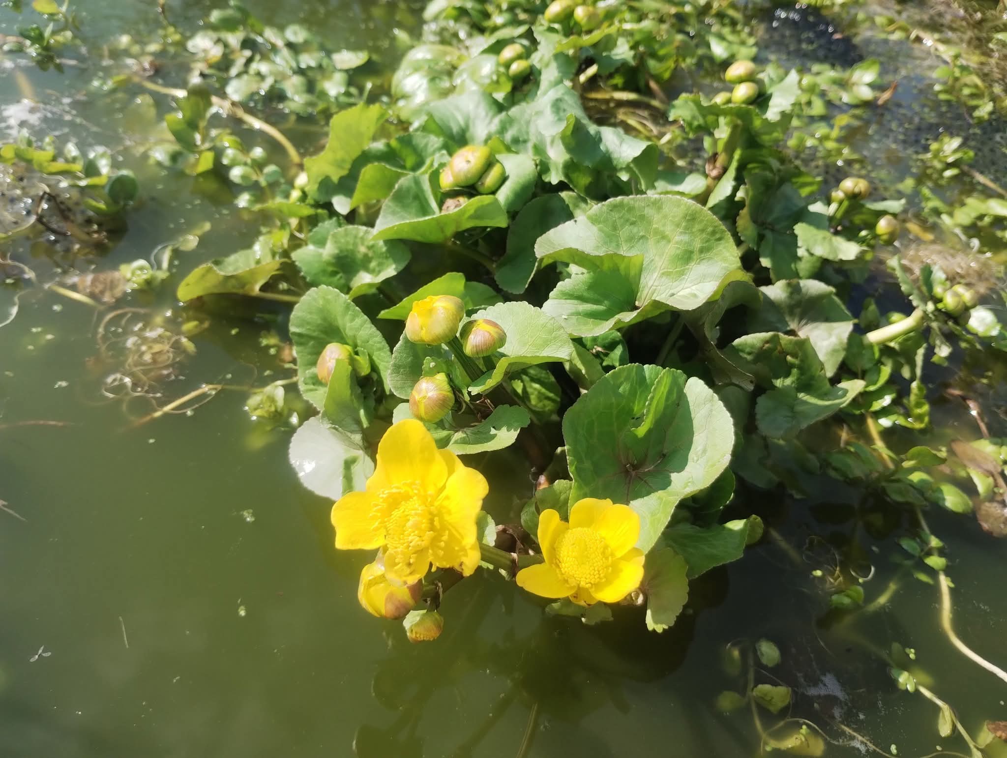 How plants can help reduce flood risk