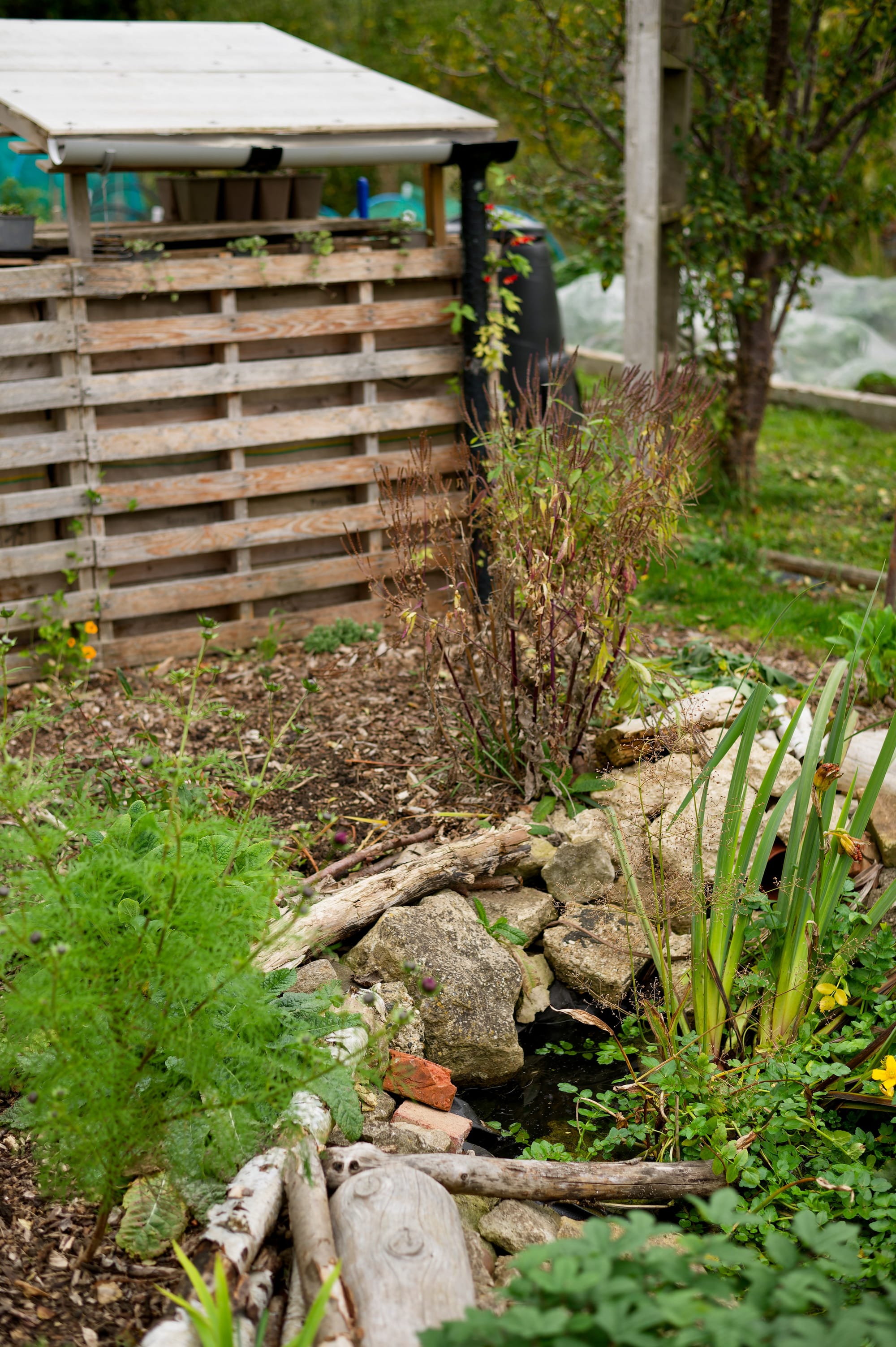 How plants can help reduce flood risk