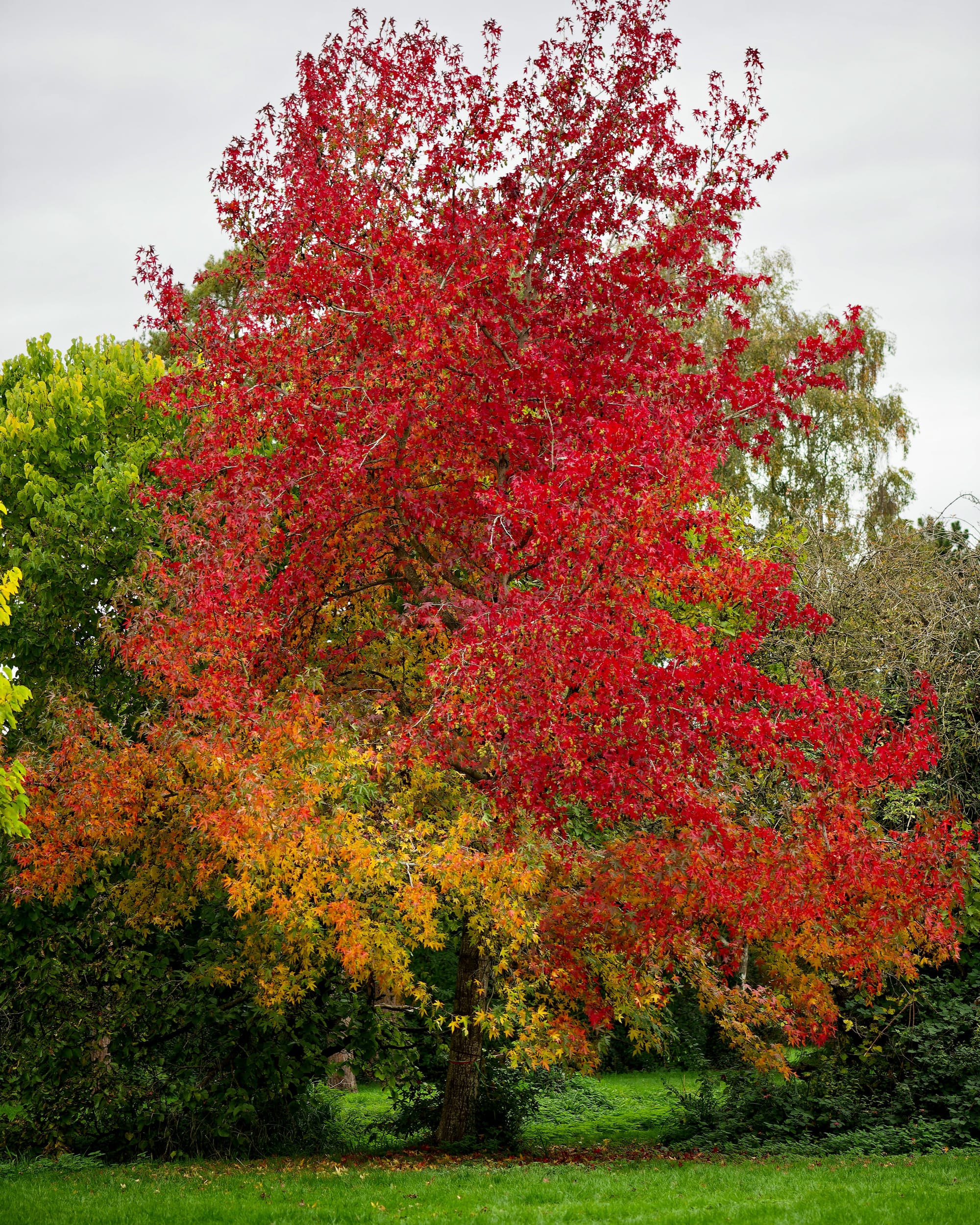 How plants can help reduce flood risk