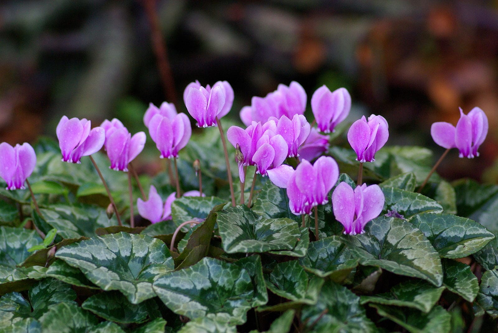 How plants can help reduce flood risk