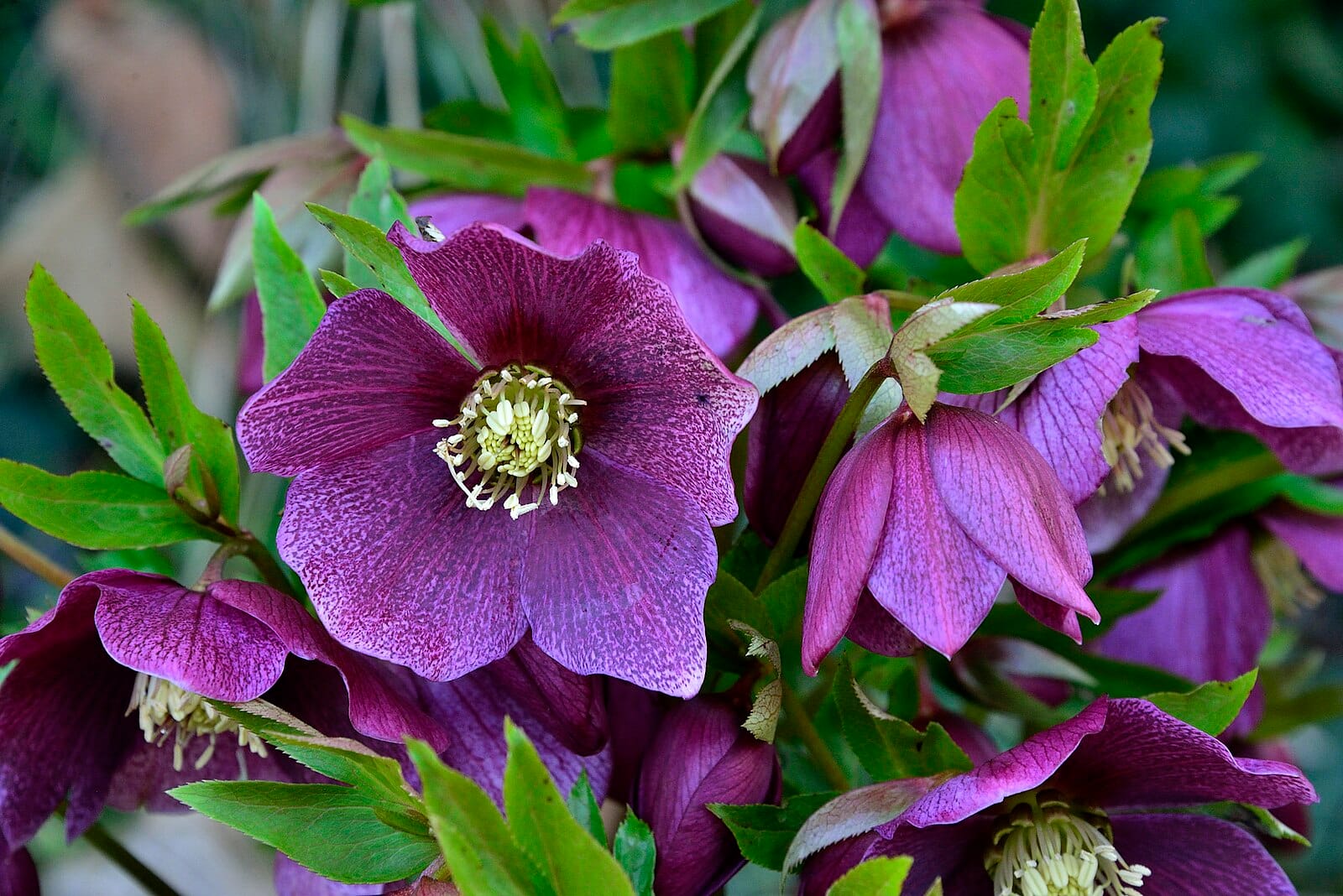 How plants can help reduce flood risk