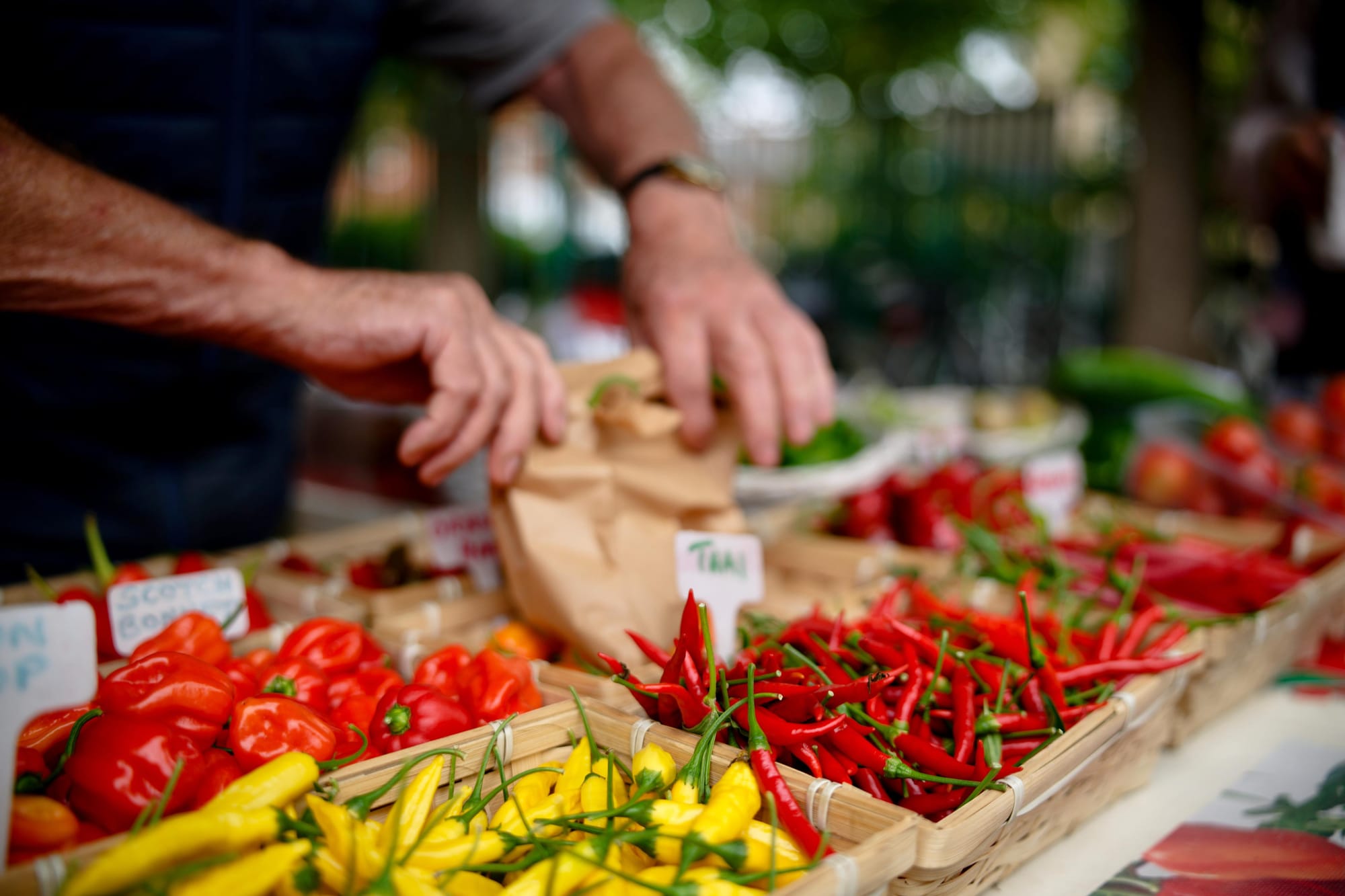 Photo of a colorful chilli assortment