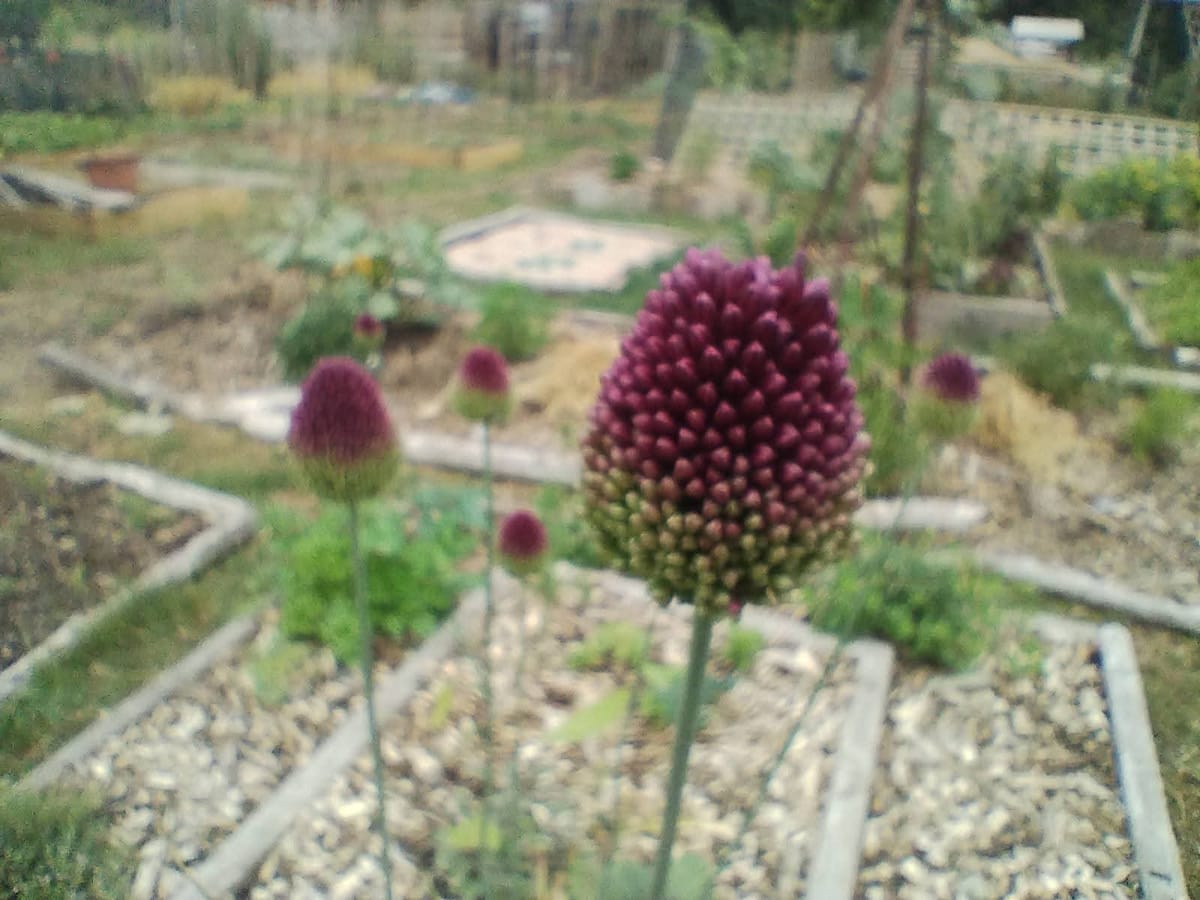 Climate-proofing your garden