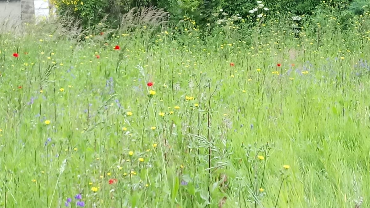 10 ways to make your garden wildlife-friendly