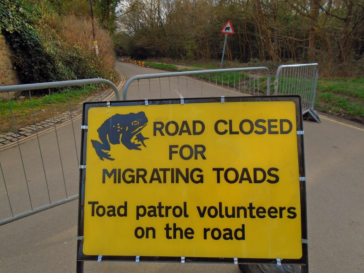 Patrolling toads on Oxfordshire’s roads