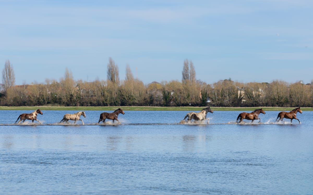 The Clarion, 3 March 2026