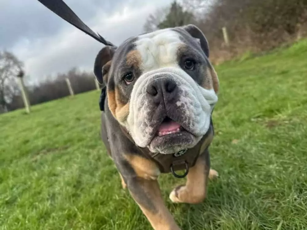 Oxford pets to steal your heart