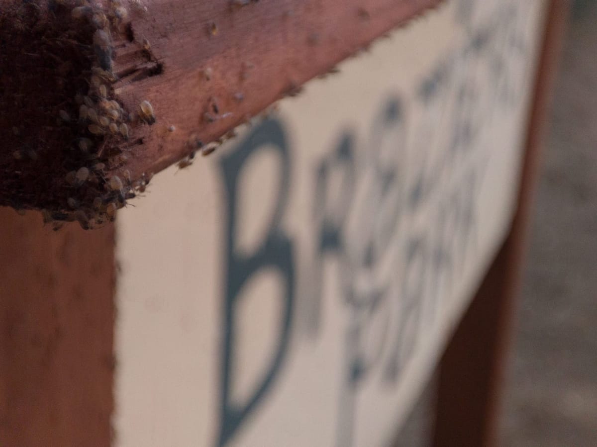 Behind the scenes at Braziers Park