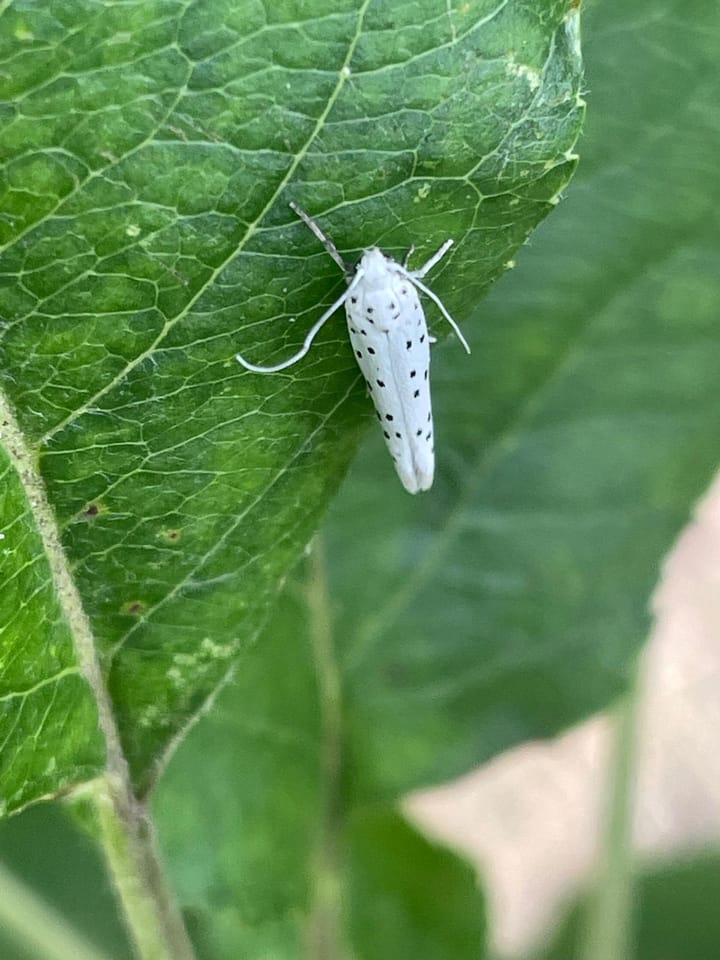 Apple Ermine Moth: the pest that’s decimating Oxford's apple trees