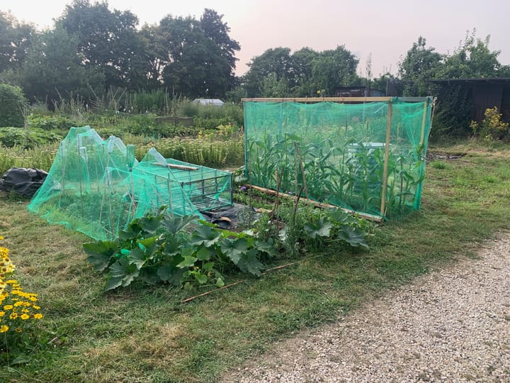 An appreciation of allotments