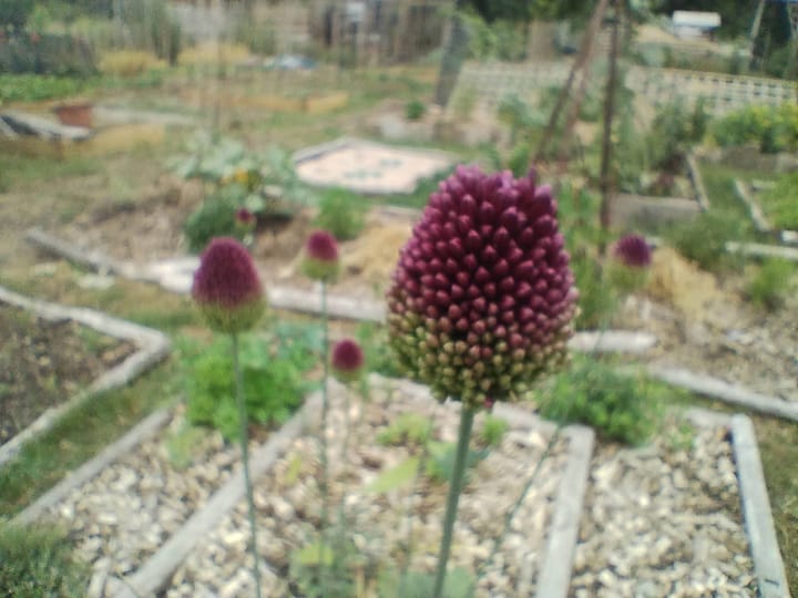 Climate-proofing your garden