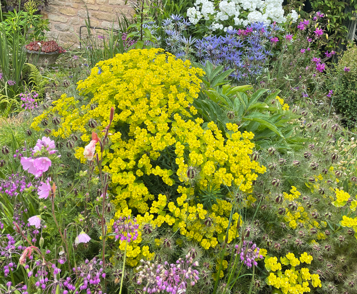 How plants can help reduce flood risk