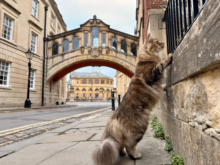 College cats of Oxford
