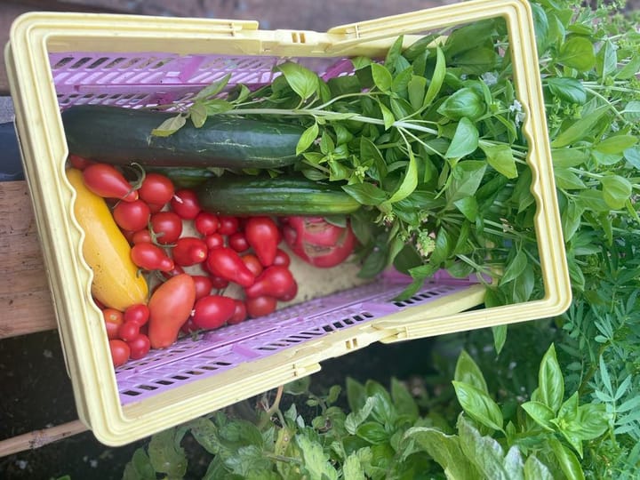 A beginner's guide to growing your own food