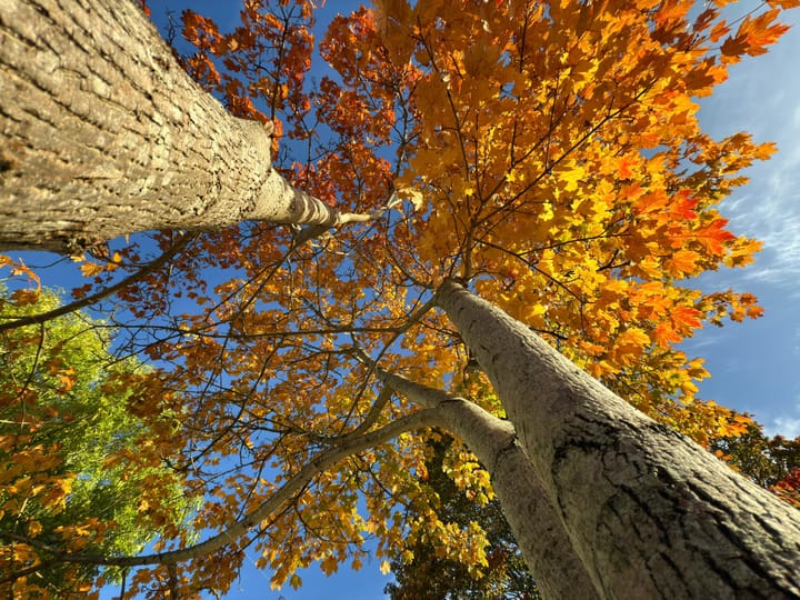 Voles in the Vale… and friends
