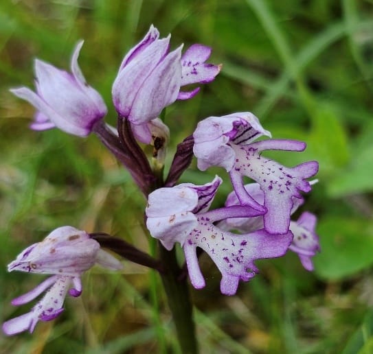 Photo of a lavender coloured flower against greenery