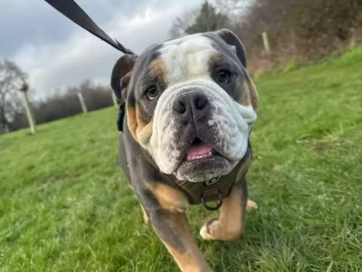 Oxford pets to steal your heart
