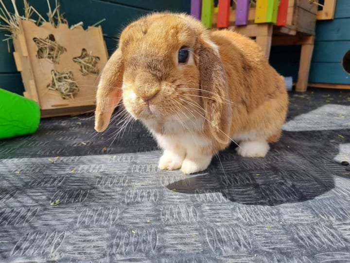 Fur-ever starts here