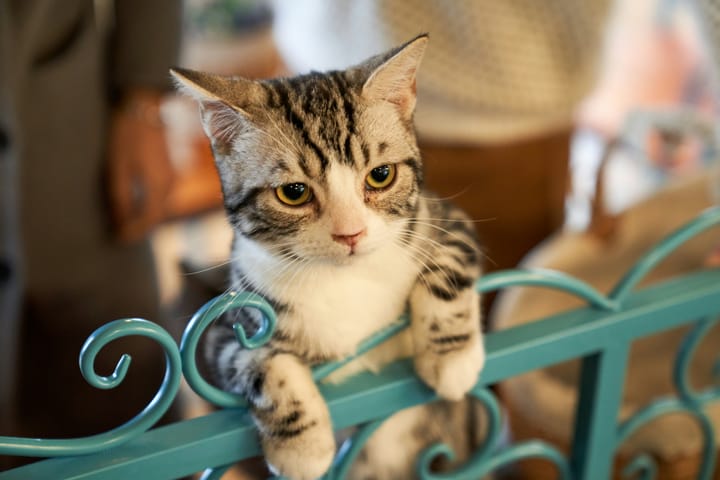 Renting with pets? You must be kitten me…
